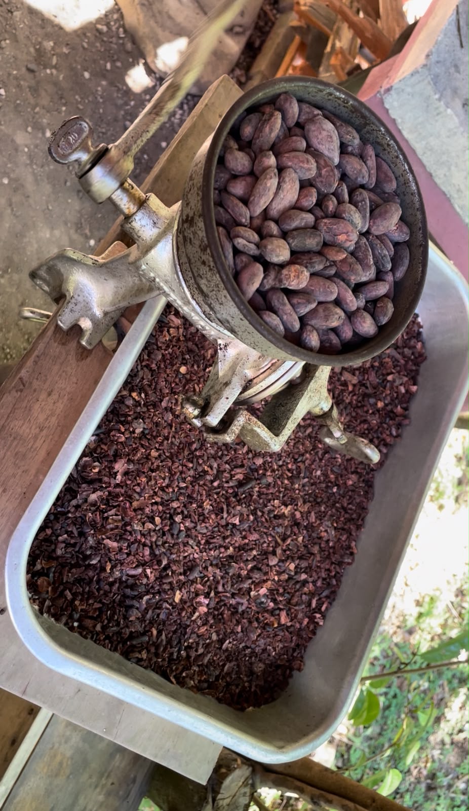Cacao beans in traditional grinder